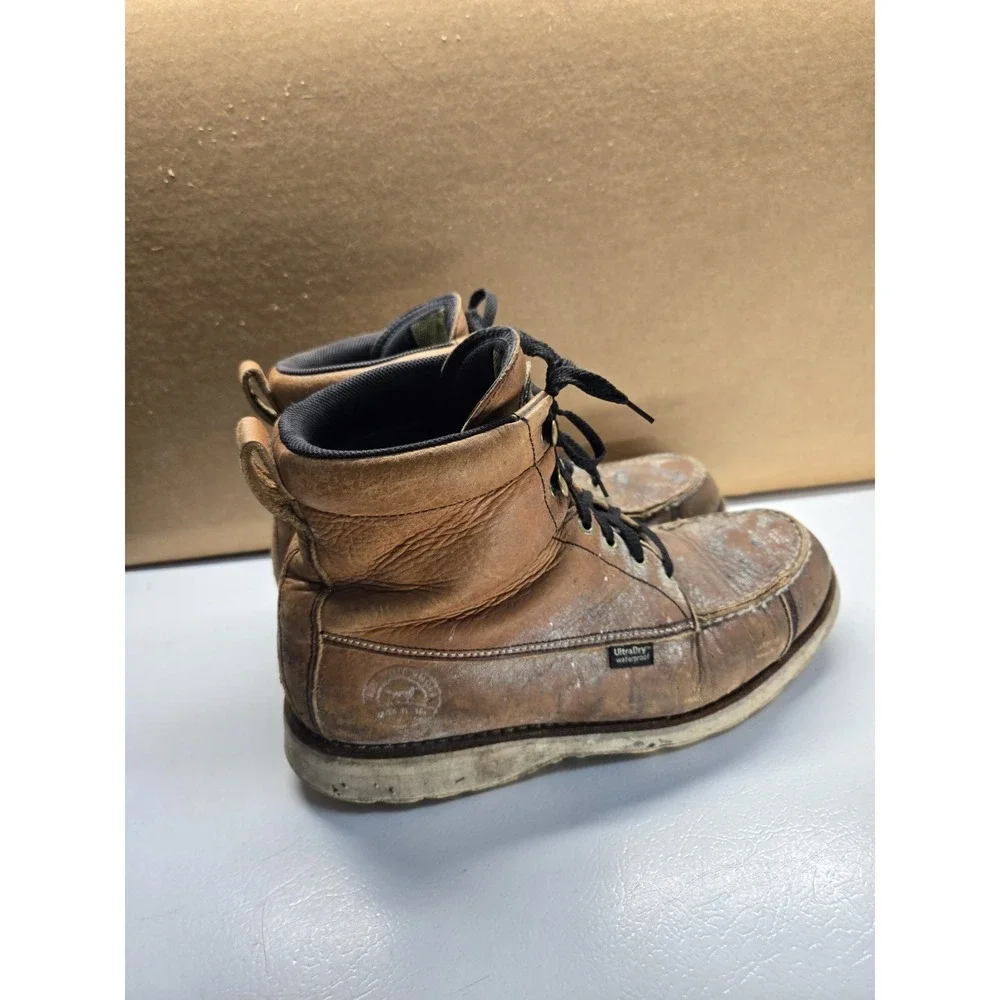 Irish Setter red wing